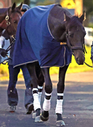 【目黒記念・山下の特注馬】Ｇ１馬の母を持つミラージュナイトが重賞初Ｖを決める