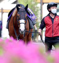 【注目馬動向】重賞２勝のダイヤモンドノットはセントウルＳから始動　内容次第でスプリンターズＳへの転戦も視野