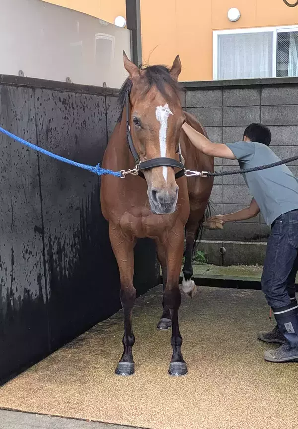 【クイーンＳ】小回り＆滞在で一変気配　ルージュソリテールはリズムのいい走り　陣営「能力自体は絶対にある」