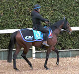 「【ＡＪＣＣ】転厩初戦のファウストラーゼンは須貝流で調整　陣営「気性的にも扱いやすい総合力の高い馬です」」の画像1