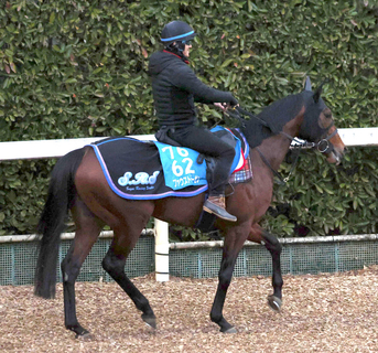 【ＡＪＣＣ】転厩初戦のファウストラーゼンは須貝流で調整　陣営「気性的にも扱いやすい総合力の高い馬です」