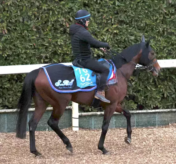 【ＡＪＣＣ】転厩初戦のファウストラーゼンは須貝流で調整　陣営「気性的にも扱いやすい総合力の高い馬です」