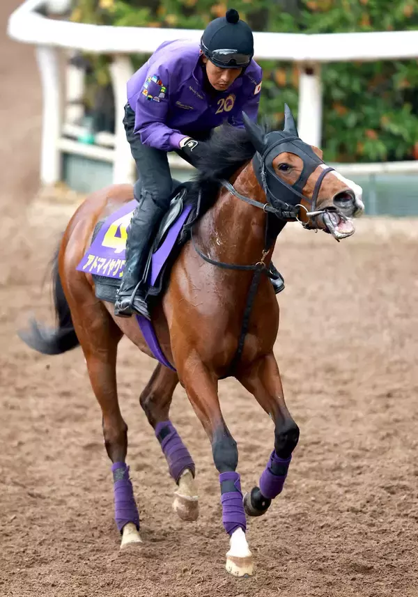 【皐月賞】「恥ずかしくないくらいの出来に...」体質強化＆好仕上がりのアドマイヤクワッズに陣営は自信　