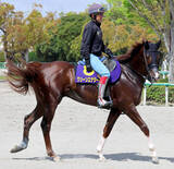 「【皐月賞・最終調整】「リラックス」「成長著しい」「直前に...」最多タイ３頭出し上原佑厩舎勢スタンバイ完了」の画像1