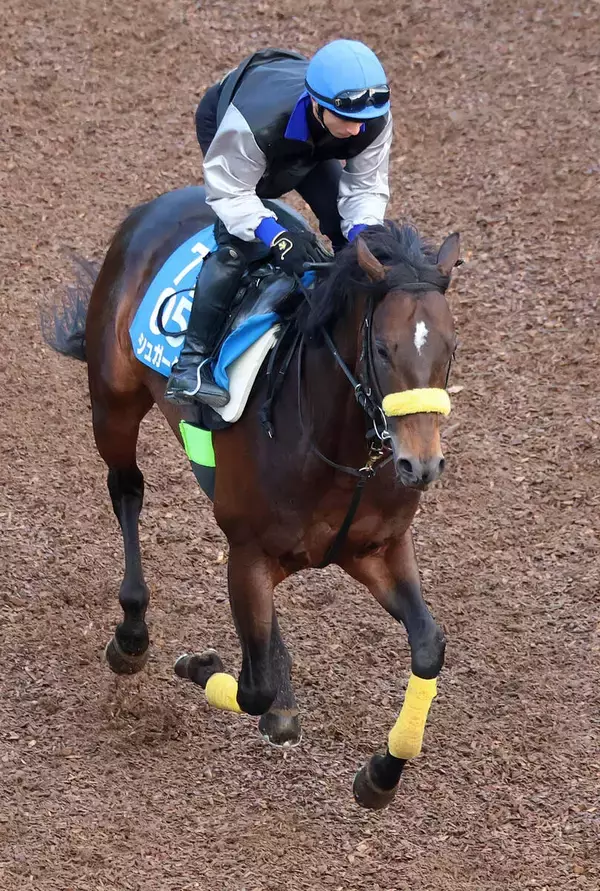 【新潟大賞典】キタサンブラック弟のシュガークンはゆったりと登坂　ハンデ５８キロにも陣営「周りも重いですからね」