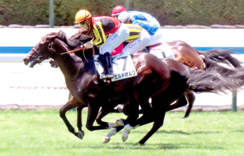 【小倉５Ｒ・２歳新馬】大物感漂うエルドボルグがデビュー戦Ｖ　「キタサンブラック産駒×斉藤崇厩舎」クロワデュノールほうふつ