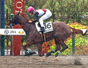 【京都３Ｒ・２歳新馬】５番人気ハメドスタイルが５馬身差で快勝　田山旺佑騎手「最後はまだ遊ぶくらいの手応え」