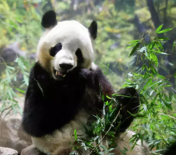 パンダがいなくなった後の施設はどうなるの？　展示施設「パンダのもり」はそのまま保存　飼育ノートも保管