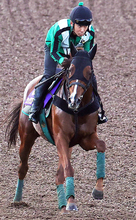 【天皇賞・秋】シェイクユアハートは充実一途　３勝クラス卒業に１５戦要したのがウソのよう...宮調教師「競馬のうまさに...」