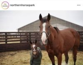 マイルＣＳ制覇ナミュールに初子が誕生　活発なコントレイル産駒の牡馬に「やんちゃだなぁ」「すでに英才教育が…」