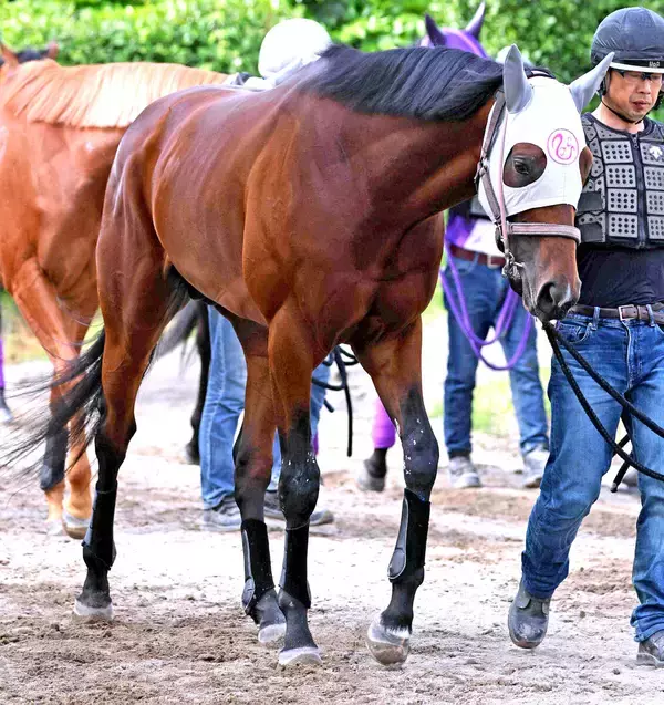【注目馬動向】２５年ニュージーランドＴ勝ち馬のイミグラントソングはダービー卿ＣＴで復帰へ　社台グループオーナーズが発表