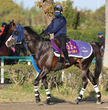 「２６日香港チャンピオンズデーの３競走でＪＲＡ馬券発売　サトノレーヴ、ジャンタルマンタル、マスカレードボールなどが挑む」の画像1