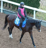 「【中山金杯】ウエストナウは気合十分に登坂　佐々木調教師「ムチを入れたらピュッと動いたね」」の画像1