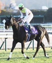 【注目馬動向】セイウンハーデスは中山記念から春３戦　最大目標は安田記念　鞍上は復帰する幸英明騎手