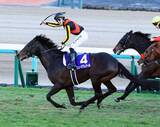 「【注目馬動向】宝塚記念で今年初戦を迎えるミュージアムマイル　鞍上はダミアン・レーン騎手に決定」の画像1