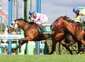 【注目馬動向】京成杯ＡＨで重賞初挑戦ＶのピコローズはマイルＣＳでＧ１初挑戦へ