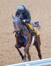 【中山金杯】５連勝で重賞初制覇を狙うカネラフィーナが伸びやかなフットワーク　手塚久調教師「馬体が充実」