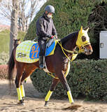 「【東京新聞杯】根岸Ｓ激走バトルクライと同コンビ！エンペラーズソードに大仕事の予感　高木調教師「高速馬場は合う」」の画像1