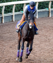 【注目馬動向】ホールネスが京都記念を回避　藤原調教師「大事を取ってやめます」１年１か月ぶり復帰めざすも