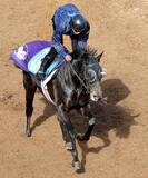 「【小倉大賞典】もう銀メダルはいらない！斉藤崇調教師が「休み明けでも大丈夫」と自信のセンツブラッド　今度こそ」の画像1