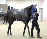 「【注目馬動向】オークス２着馬リリーノーブルの子アウダーシアはスプリングＳへ」の画像1