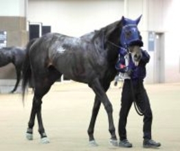 【注目馬動向】オークス２着馬リリーノーブルの子アウダーシアはスプリングＳへ