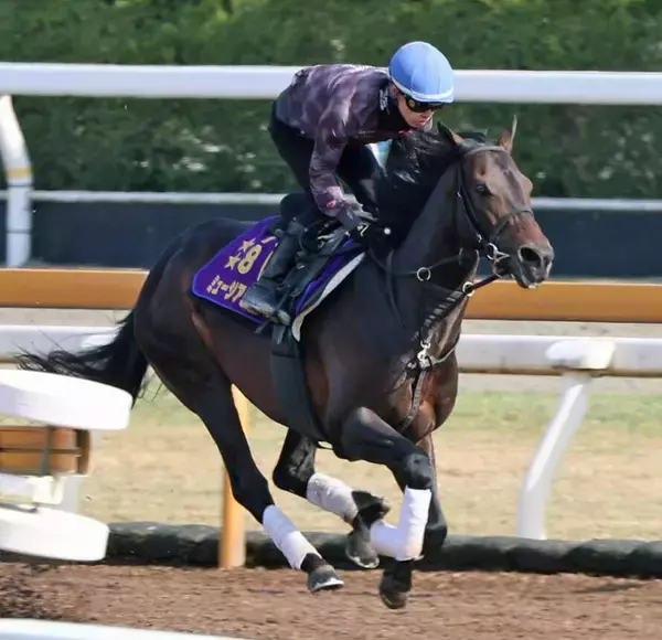 「予想以上に時計が出ている」高柳大調教師もうなずくミュージアムマイル　香港遠征に向けた２週前追いで上昇ぶりアピール　