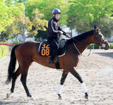 「【青葉賞】ダート１２着→初芝で最低人気Ｖ　「今回もそうなれば」田島調教師は再度の大駆け期待　初の２４００に挑むケントン」の画像1