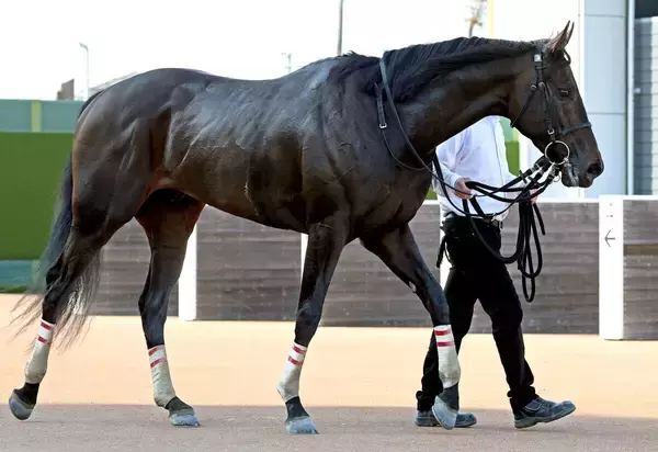 【ケンタッキーダービー】無傷３連勝ダノンバーボンが決戦の地に到着　陣営「輸送は問題なくクリアできたかと思います」