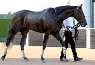 【ケンタッキーダービー】無傷３連勝ダノンバーボンが決戦の地に到着　陣営「輸送は問題なくクリアできたかと思います」