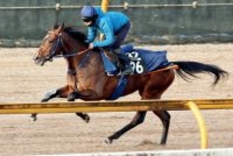 【京成杯・追い切り】ショウグンマサムネが躍動感あふれる動き見せる　佐藤悠調教師「やり過ぎないように」