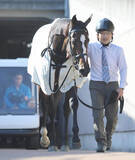 「【注目馬動向】Ｇ１・２勝ノームコアの娘ドリームコアはクイーンＣへ」の画像1