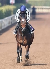 【フェブラリーＳ・１週前】ラムジェットは力強く坂路を登坂　佐々木調教師「完成されてきたね」