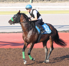 【関屋記念】しらさぎＳで差し切り勝ちのエルトンバローズ　「ああいうレースもできるんだと思った」と陣営も手応え