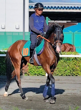 【札幌２歳Ｓ・坂本の特注馬】“２強”に割って入りそうな伏兵候補デザートスピリット　センスの良さに注目