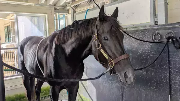 【注目馬動向】天皇賞・秋で始動予定のクロワデュノールが栗東へ帰厩　斉藤崇調教師「これからゆっくり進めていきたい」