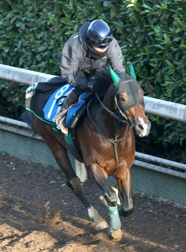 【シルクロードＳ】４歳レイピアは角馬場で体をほぐす　陣営「パワーアップして古馬っぽくなってきた」