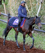 【皐月賞】パントルナイーフ中１４５日最長ブランク制覇へ仕上がり順調