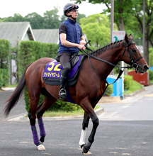 【注目馬動向】アドマイヤズームは富士Ｓで復帰しマイルＣＳを目指す　友道調教師「爪は伸びて良くなっている」