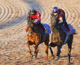 「【阪神ＪＦ・考察】「動と静」で対照的な調整過程を踏むラスティングスノーとミツカネベネラ　功を奏すれば一発も」の画像1