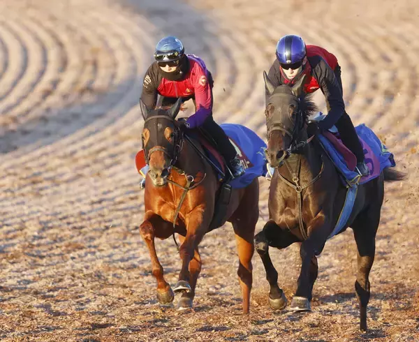 【阪神ＪＦ・考察】「動と静」で対照的な調整過程を踏むラスティングスノーとミツカネベネラ　功を奏すれば一発も