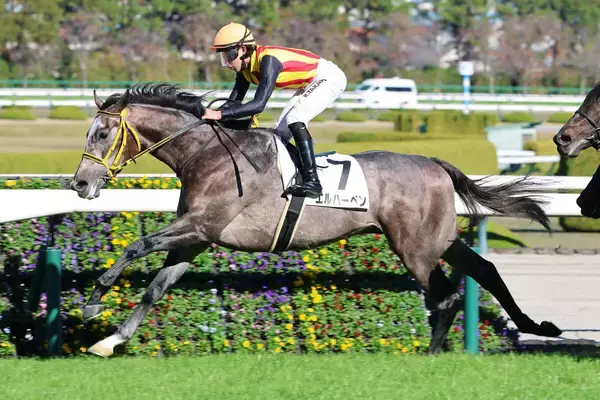 【若駒Ｓ】藤岡厩舎ゆかりの血統エルハーベンが出世レースＶ奪取へ　藤岡調教師「体つきは結構似ている」