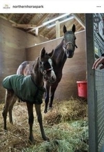 「少し“ジャジャうま”な」Ｇ１・２勝馬スタニングローズが牝馬の初子出産に「流星がパパ似」「お嬢様オーラ」