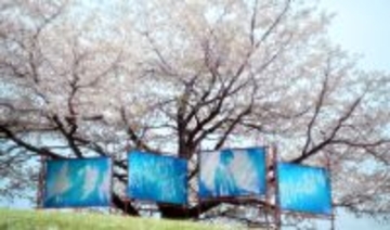 山田裕貴主演「ちるらん　新撰組鎮魂歌」特別ムービー公開、「散り様の美しさ」を２万枚の花びらで表現「自分の人生、咲かせたもん勝ち」