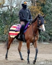 【注目馬動向】チェルヴィニアはヴィクトリアＭでダミアン・レーン騎手との新コンビ結成