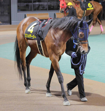 【園田・六甲盃】単勝１・５倍がまさかの４着　吉原寛人騎手のシンメデージーは追い上げ及ばず　はがくれ大賞典で復活Ｖも…