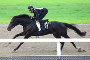 【神戸新聞杯】武豊騎手と初コンビの５・９億円馬エムズビギンは軽快な走り　友道調教師「春より折り合いもつくように」