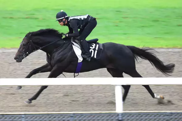 【神戸新聞杯】武豊騎手と初コンビの５・９億円馬エムズビギンは軽快な走り　友道調教師「春より折り合いもつくように」