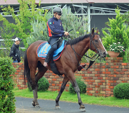 【スワンＳ・三戸の特注馬】不良馬場の前走は度外視　サンダーストラックが京都外回りで再び輝く