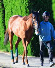 【天皇賞・秋・土曜気配】札幌記念の覇者シェイクユアハートは初の東京競馬場入り　陣営「左回りも絶対にいい」